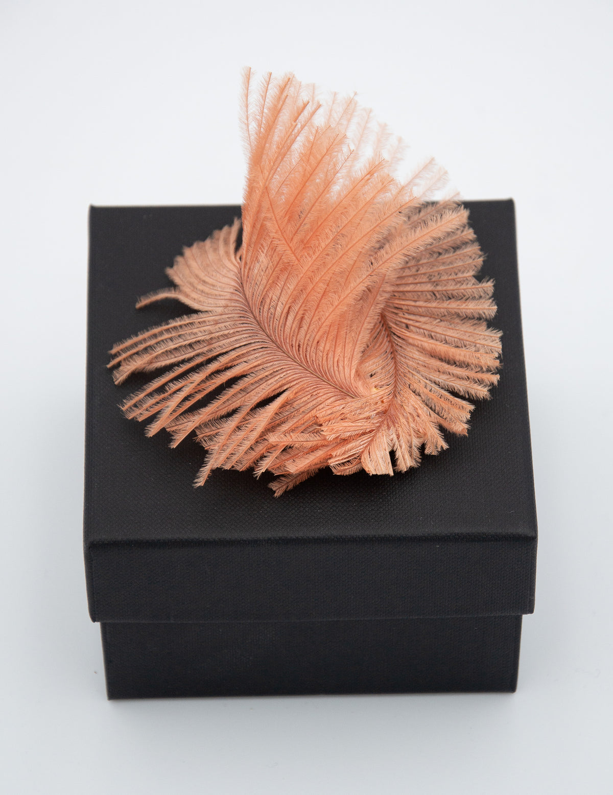 Broche Nautilus en Plumes